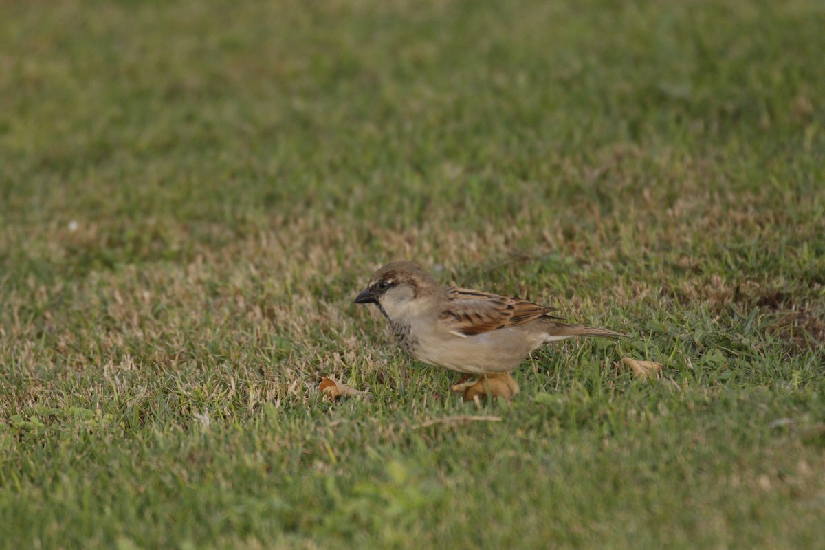 House Sparrow - ML645848824