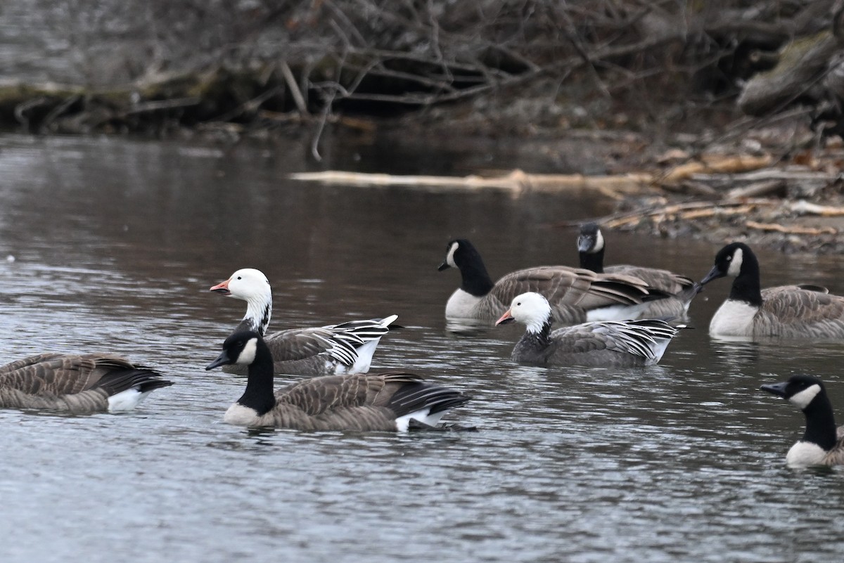 Snow Goose - ML645848827