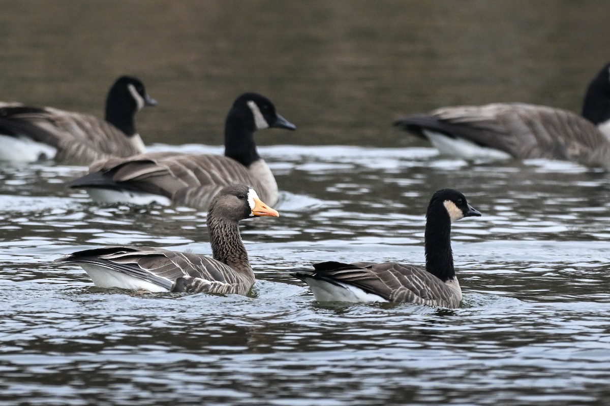 Greater White-fronted Goose - ML645848830
