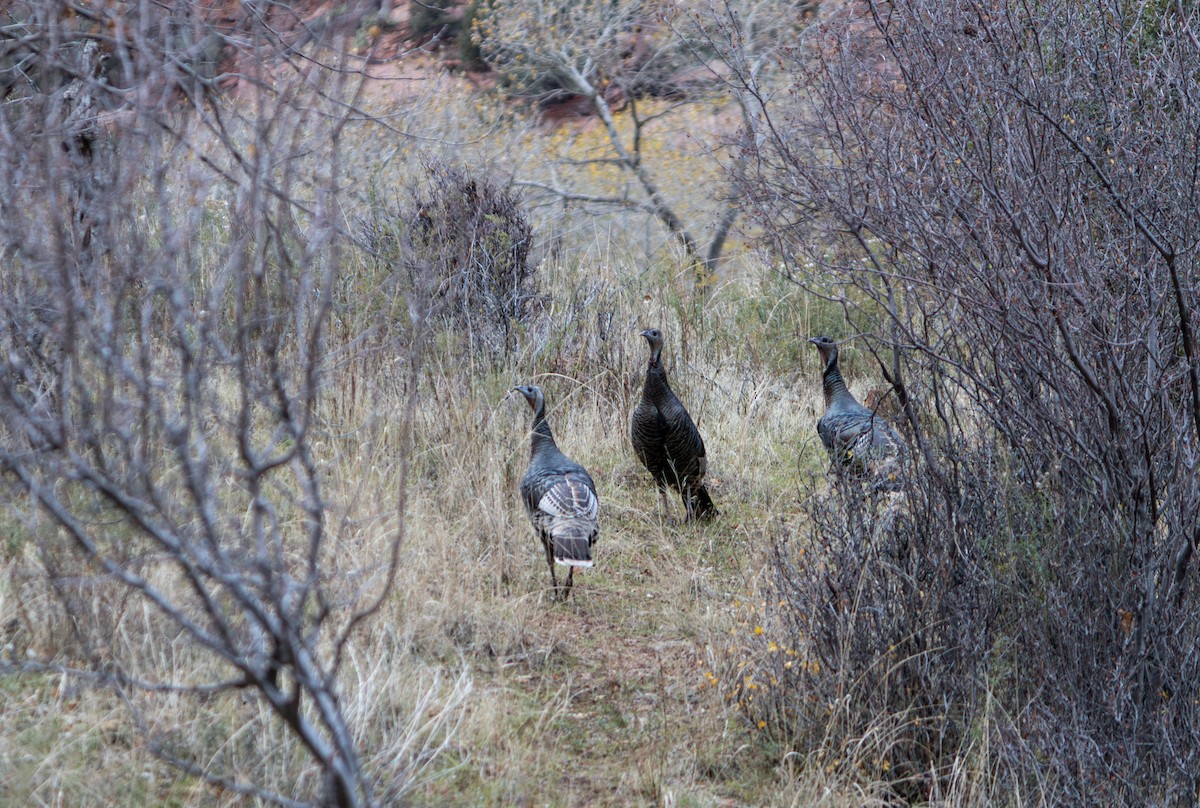 Wild Turkey - ML645848832