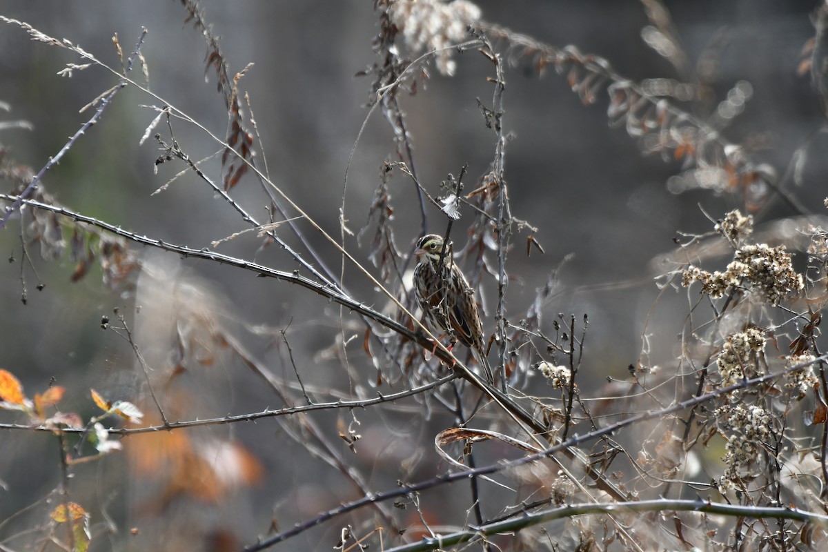 サバンナシトド - ML645848833