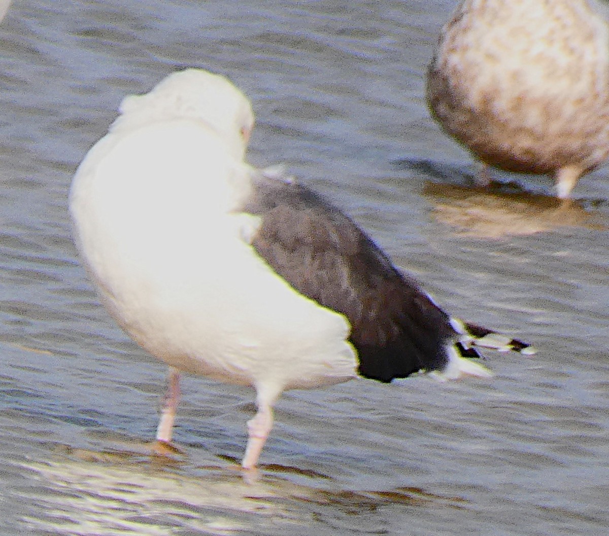 Great Black-backed Gull - ML645848834
