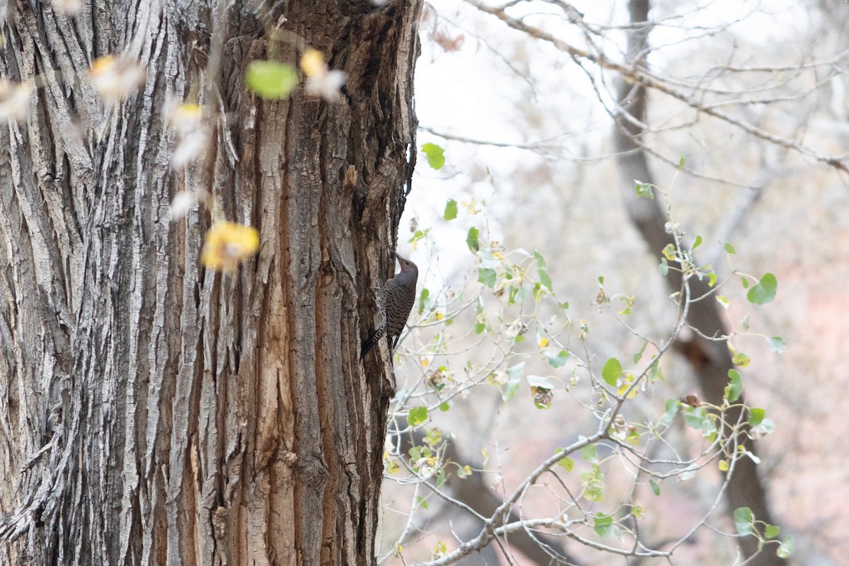 Pic flamboyant - ML645848838