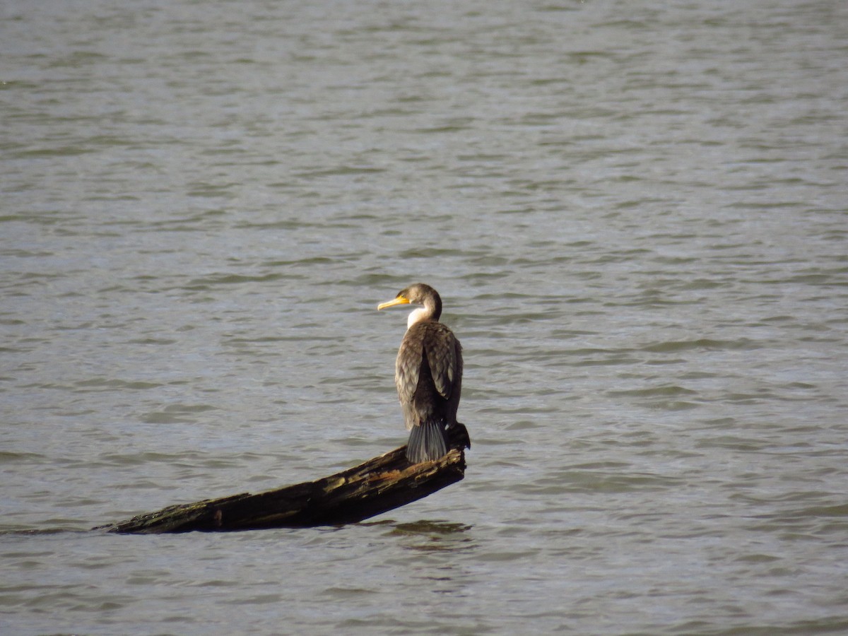 ミミヒメウ - ML645848841