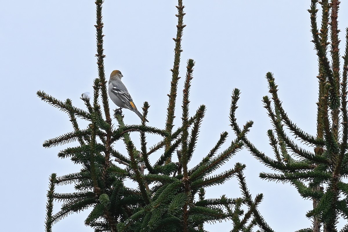 Pine Grosbeak - ML645848854
