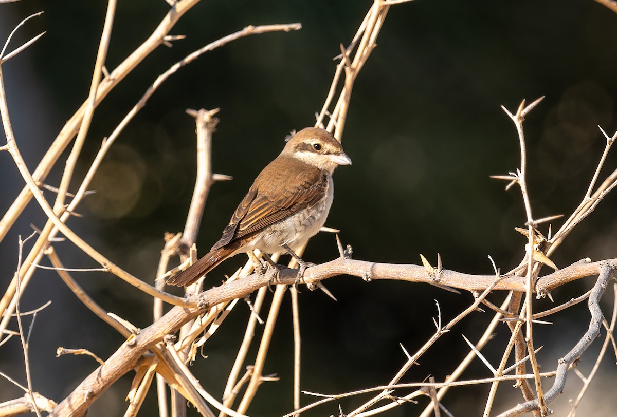 セアカモズ - ML645848855