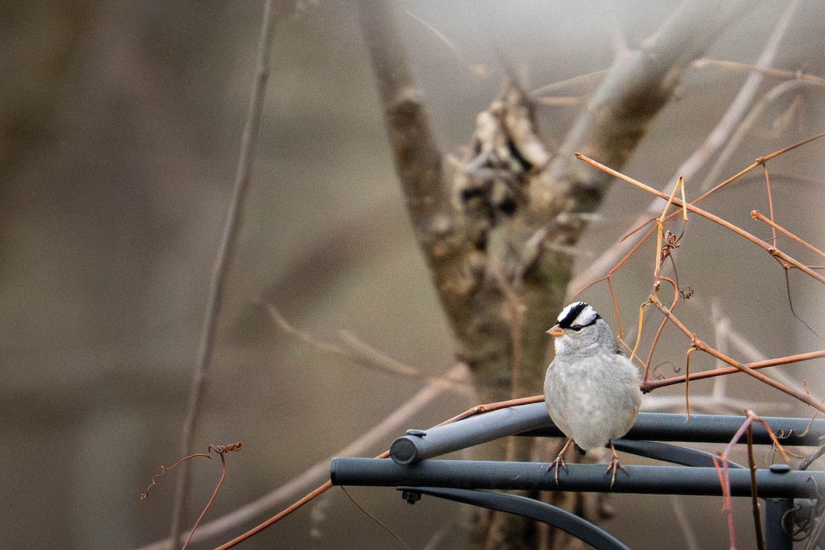 ミヤマシトド - ML645848856