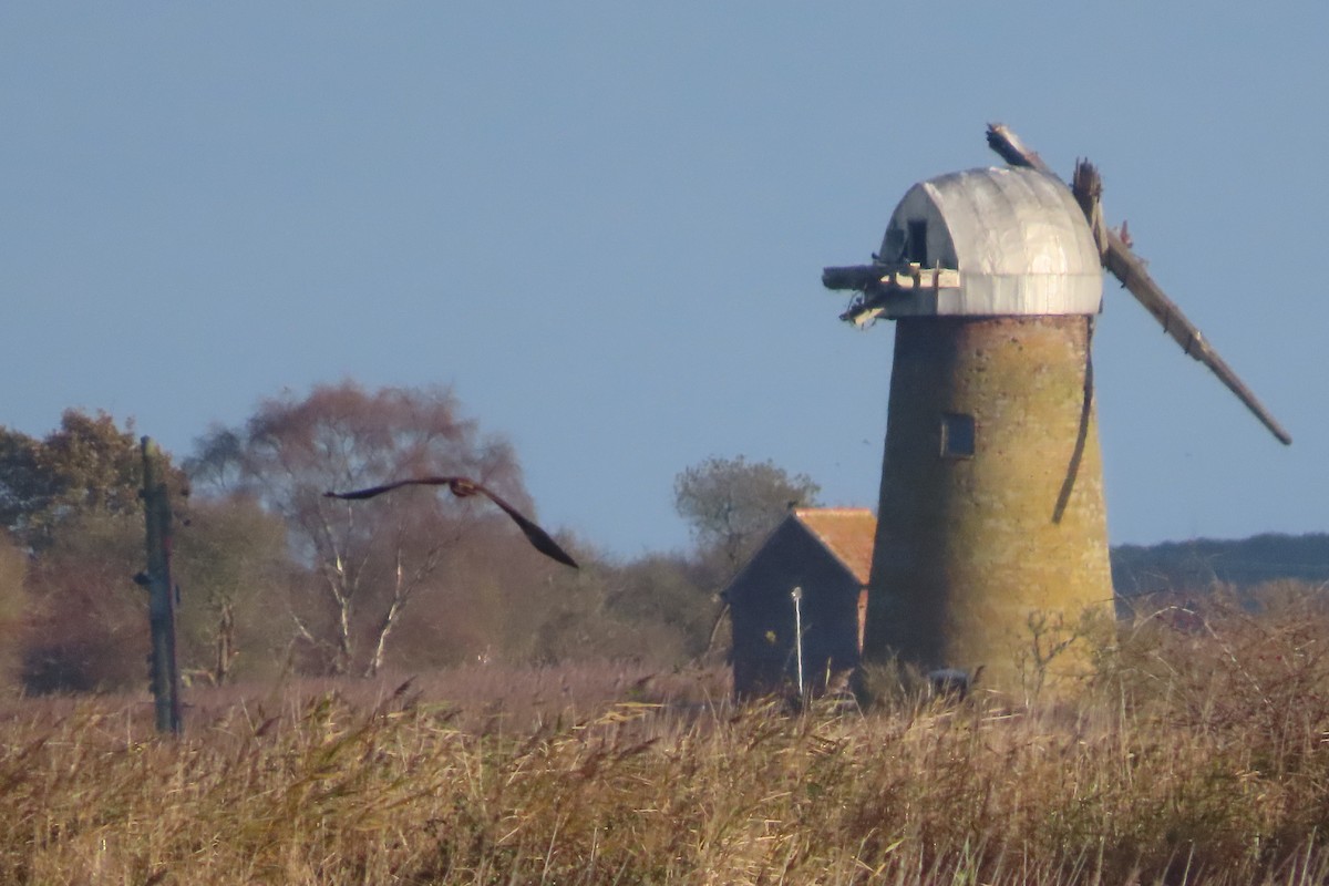 ヨーロッパチュウヒ - ML645848857