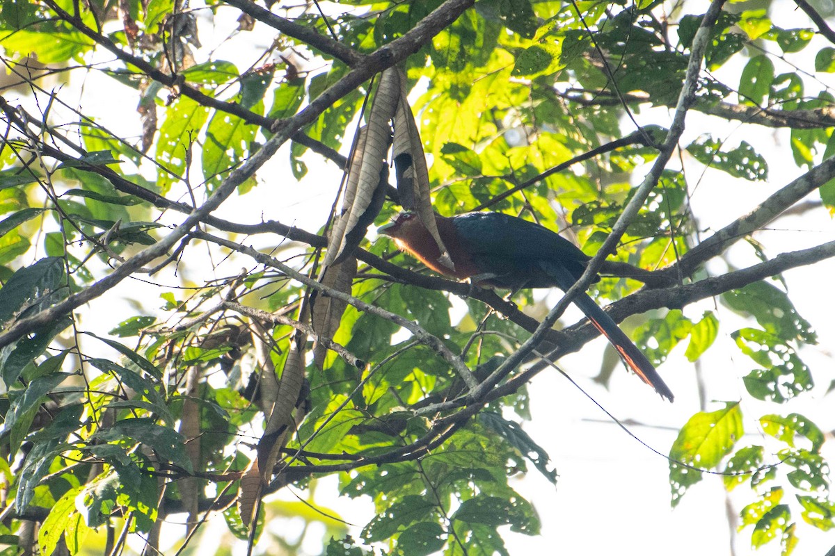 チャムネバンケンモドキ - ML645848859