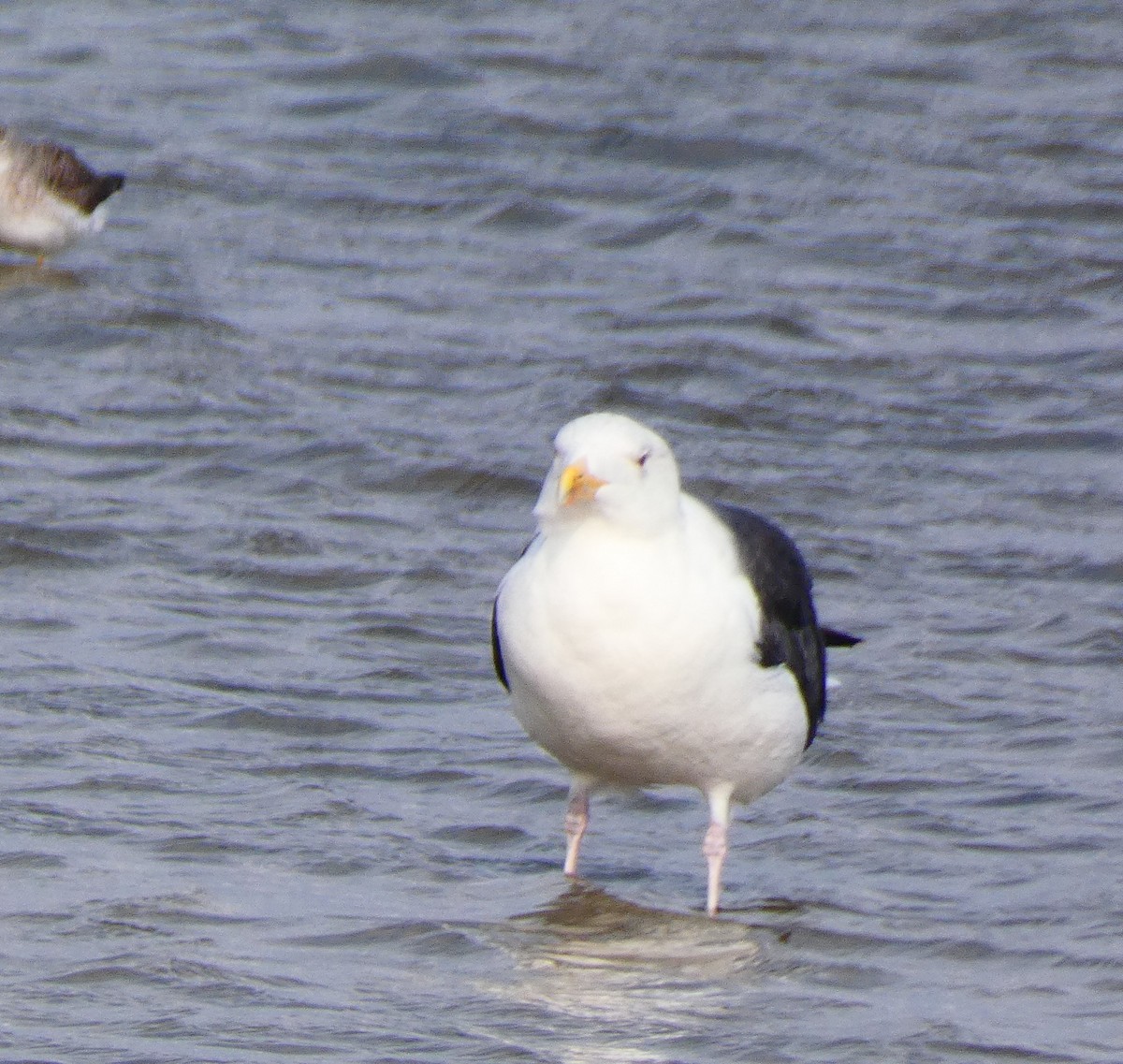 オオカモメ - ML645848860