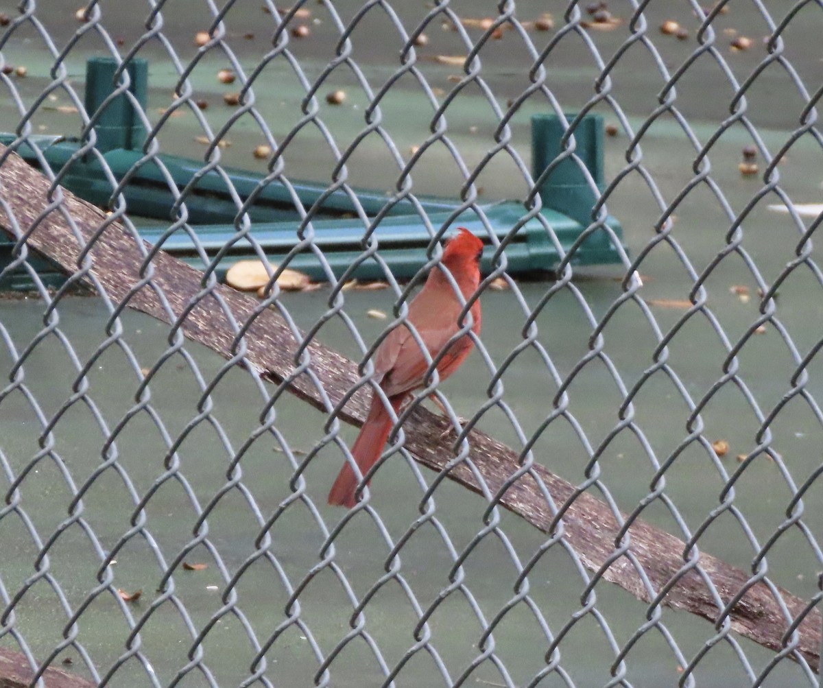 ショウジョウコウカンチョウ - ML645848864