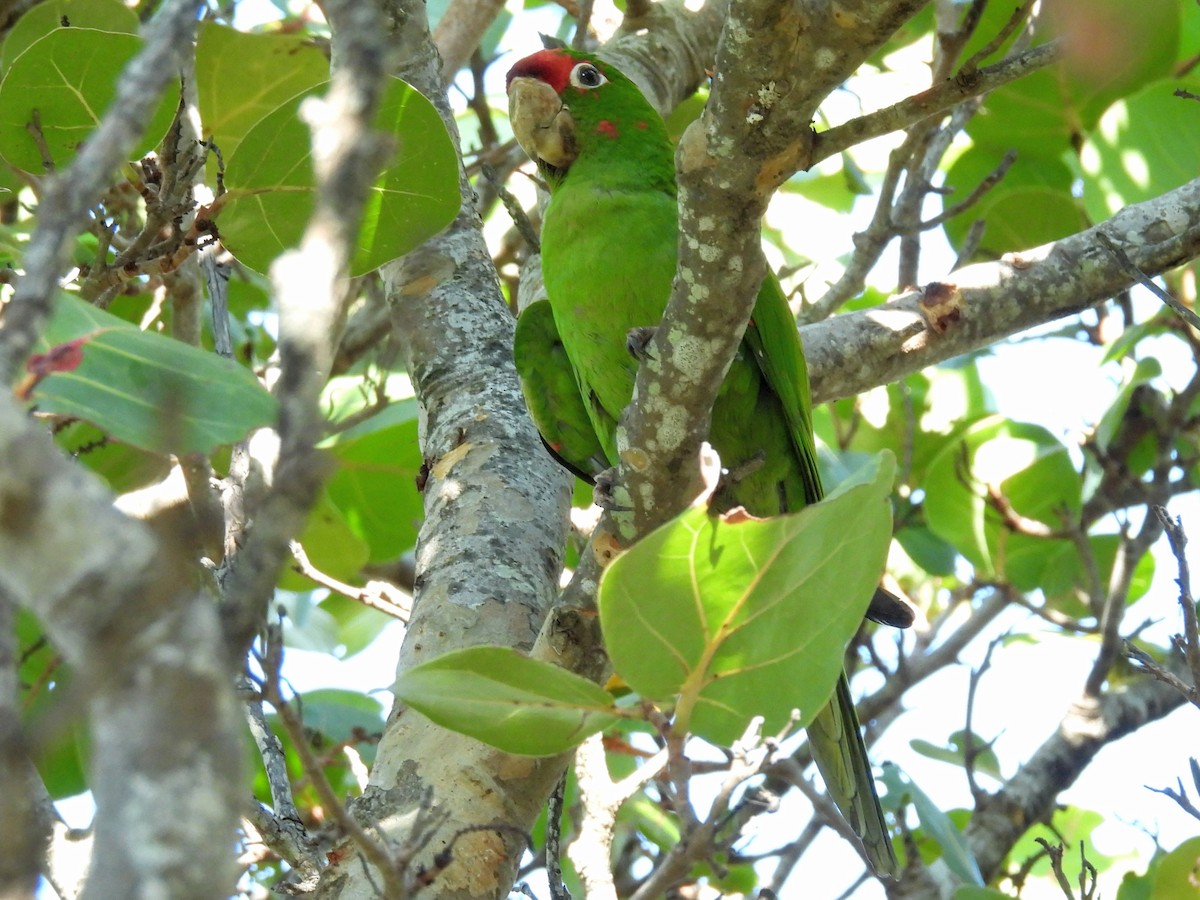 Mitred Parakeet - ML645848865