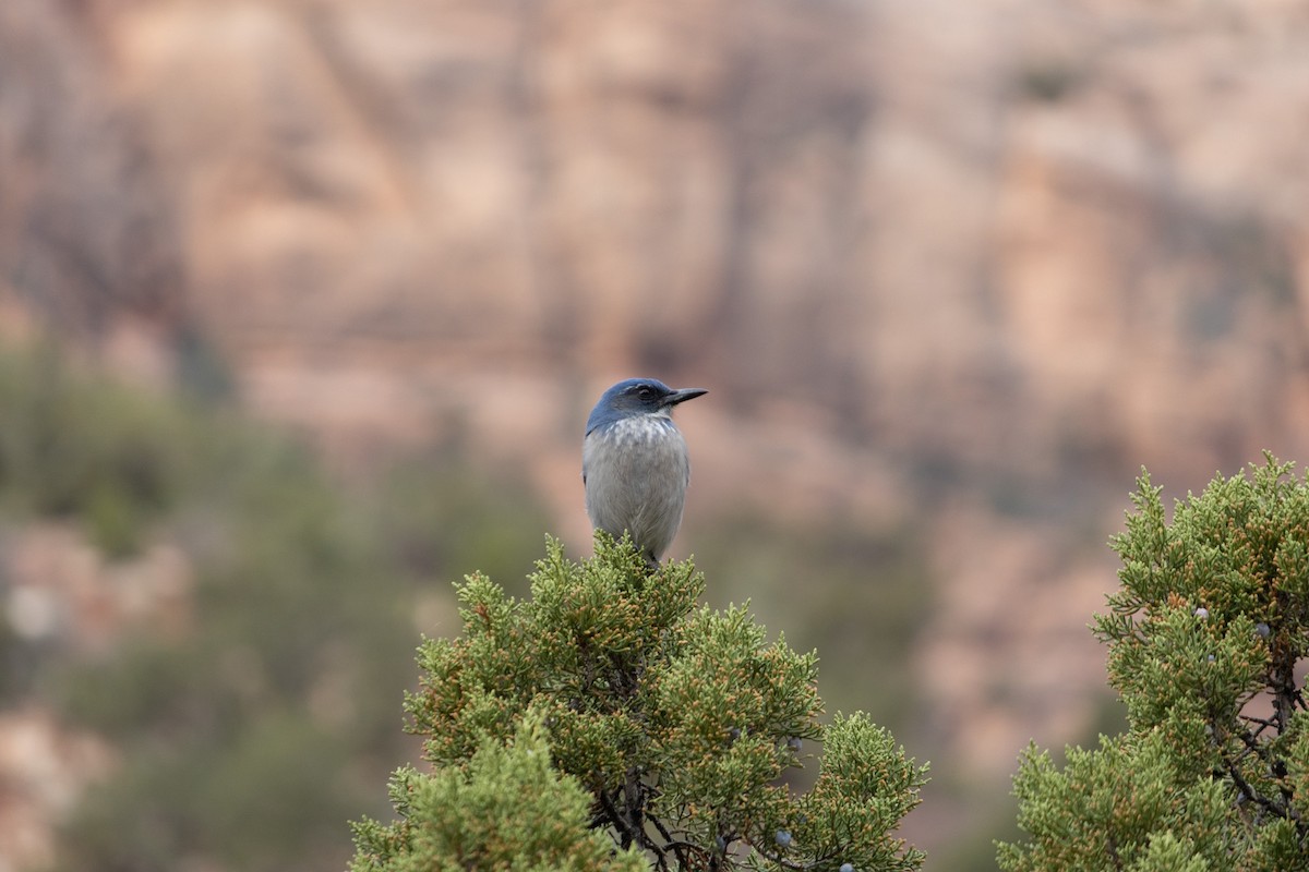 ウッドハウスカケス - ML645848871