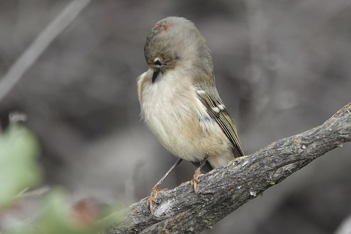 ルビーキクイタダキ - ML645848873