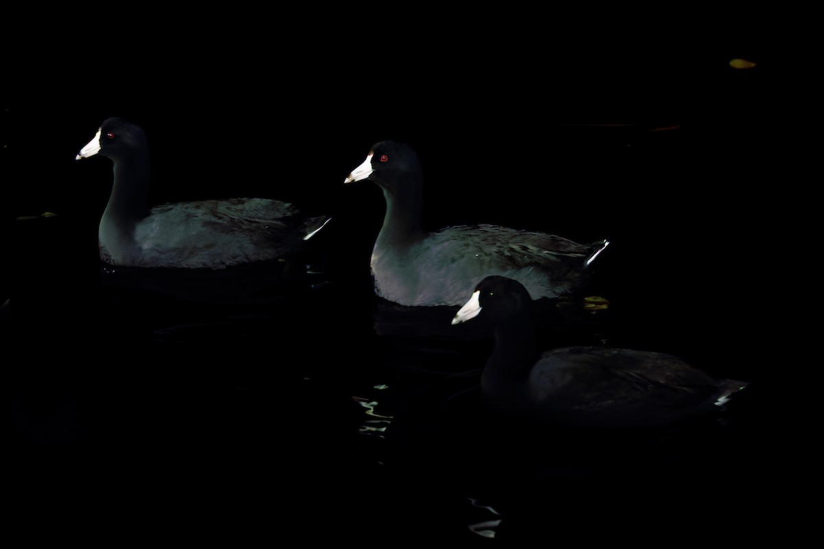 アメリカオオバン（赤い額板） - ML645848874