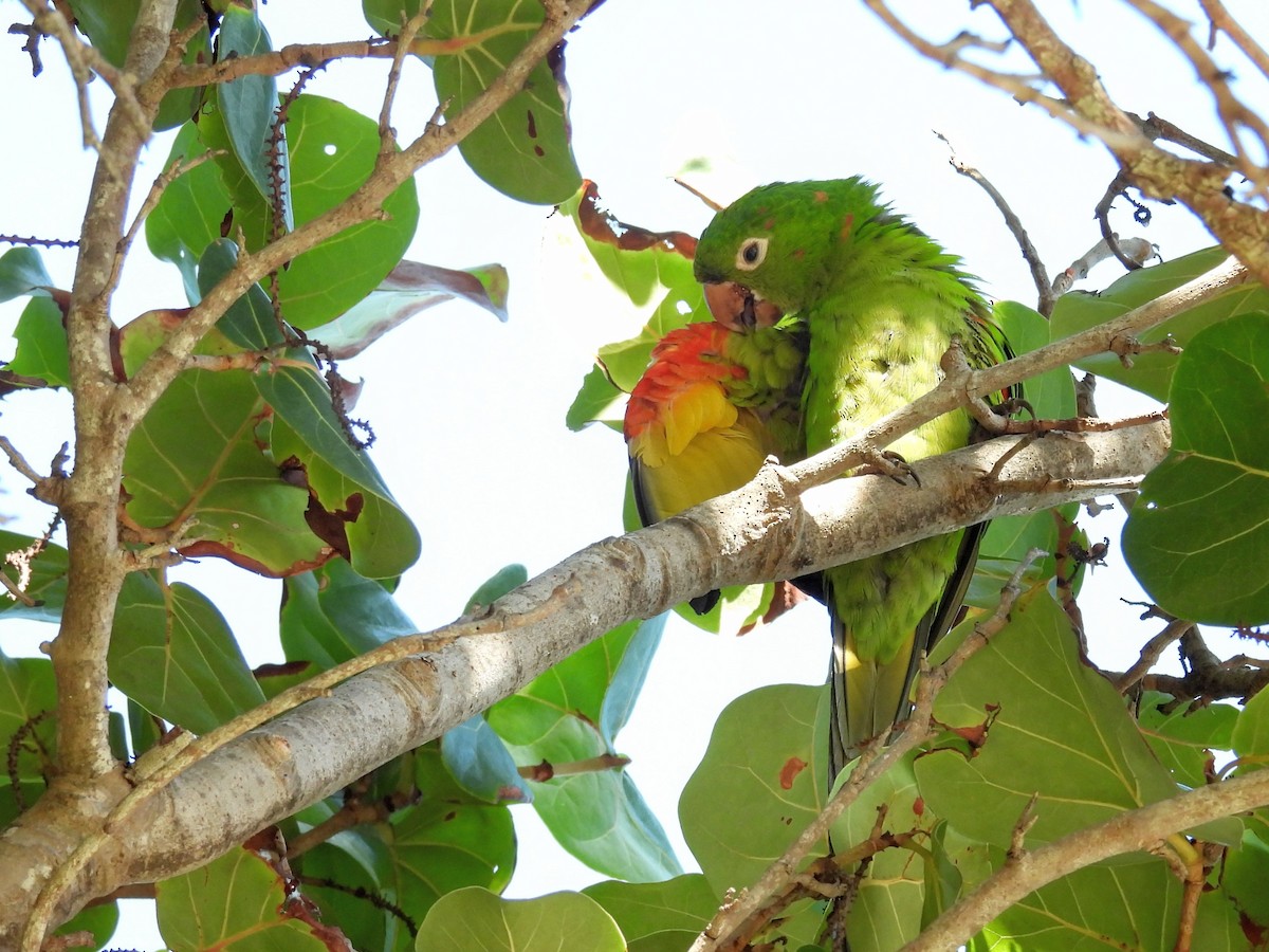 White-eyed Parakeet - ML645848876
