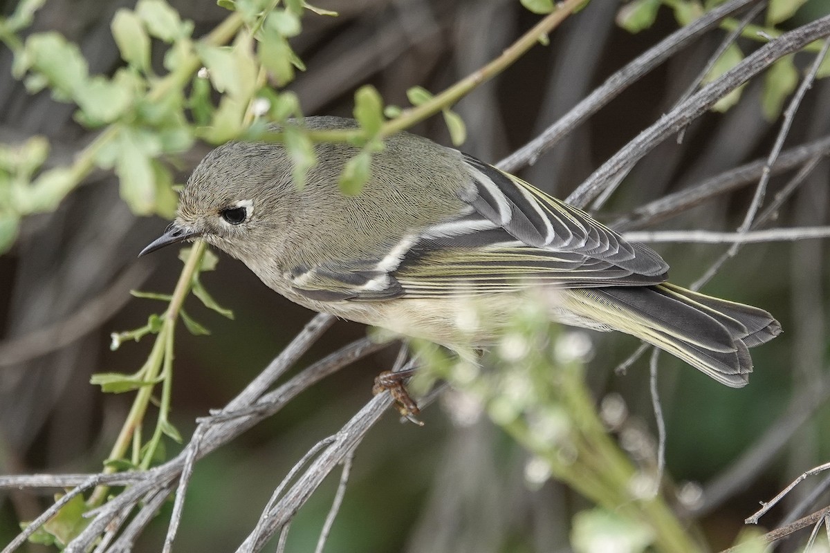 ルビーキクイタダキ - ML645848877