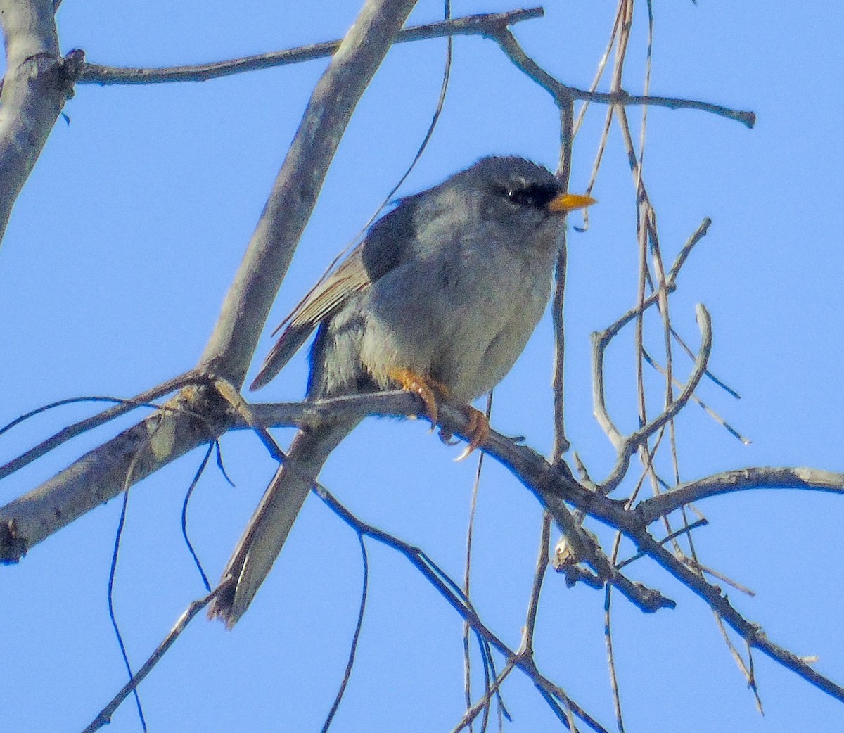 ハシボソシトド - ML645848878