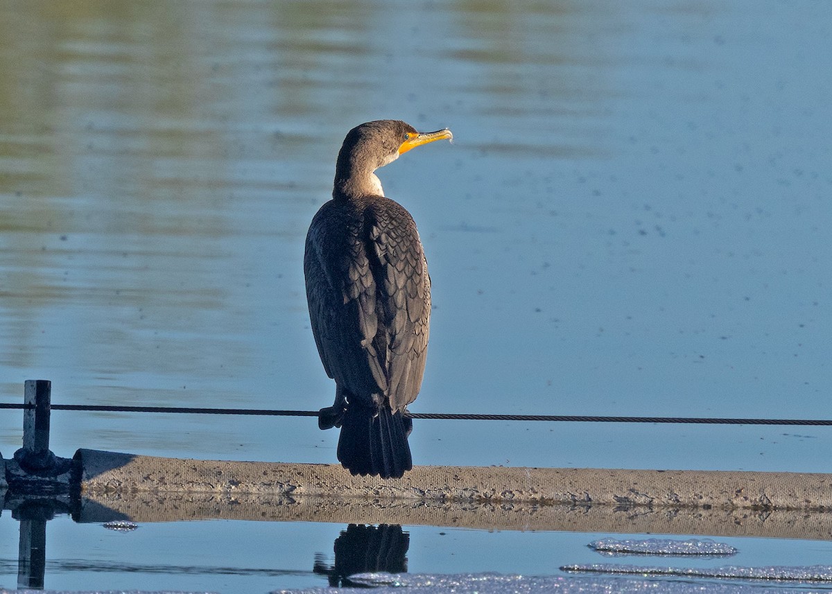 Double-crested Cormorant - ML645848879