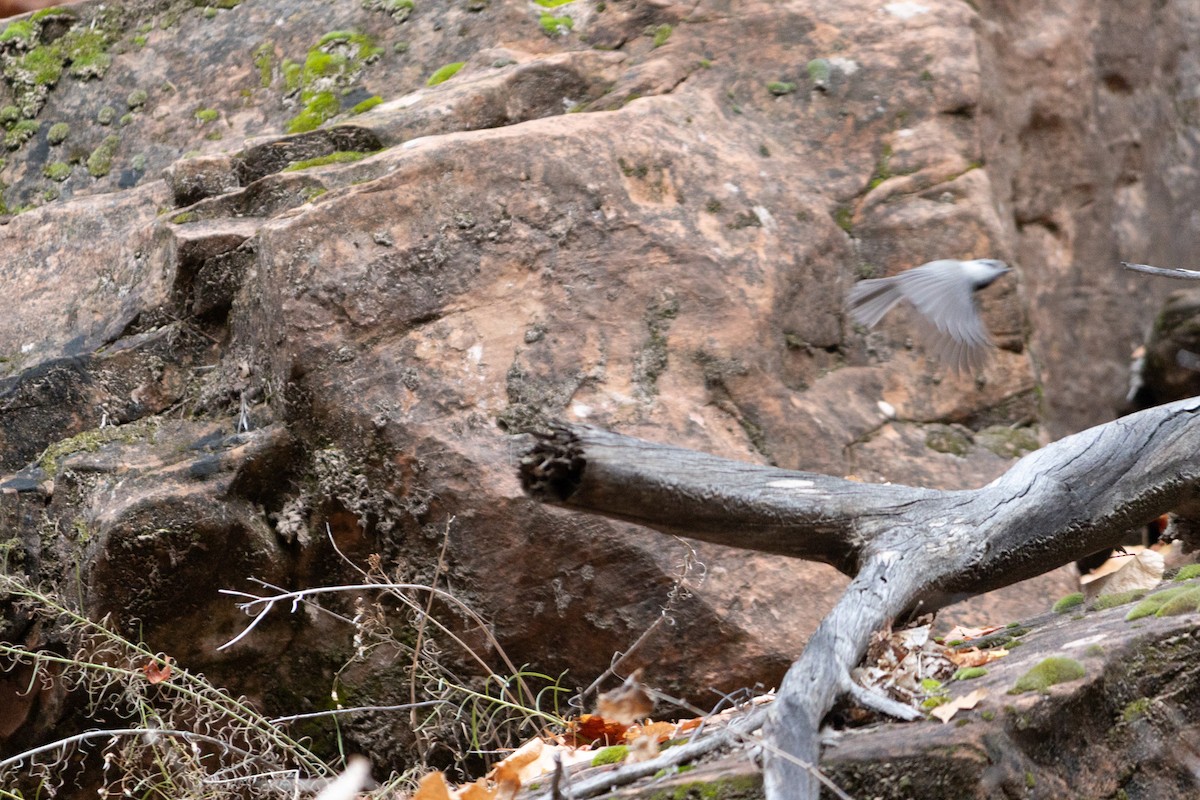 マミジロコガラ - ML645848883