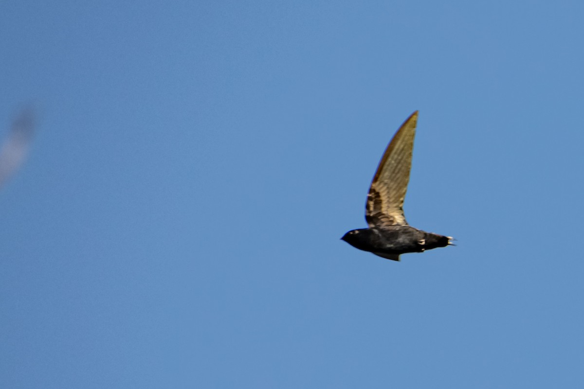 チビハリオアマツバメ - ML645848884