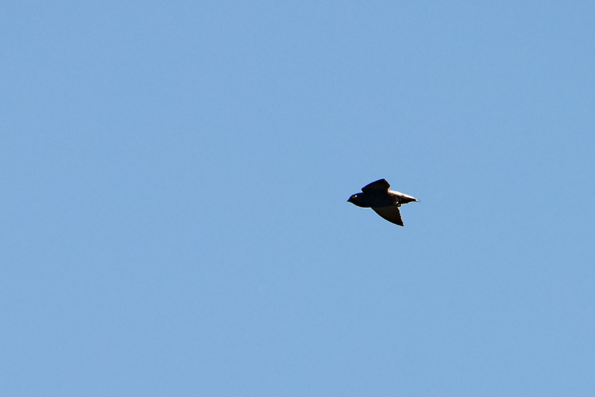 チビハリオアマツバメ - ML645848885