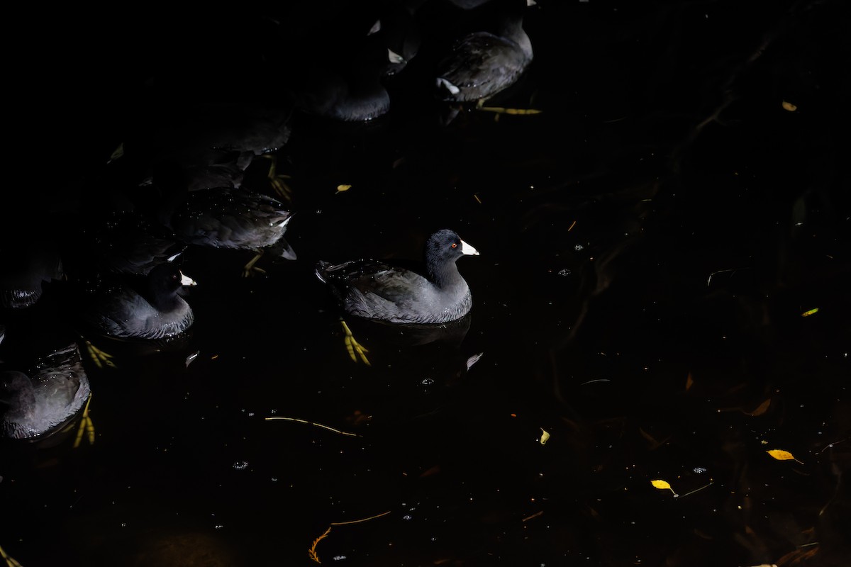 アメリカオオバン（赤い額板） - ML645848886