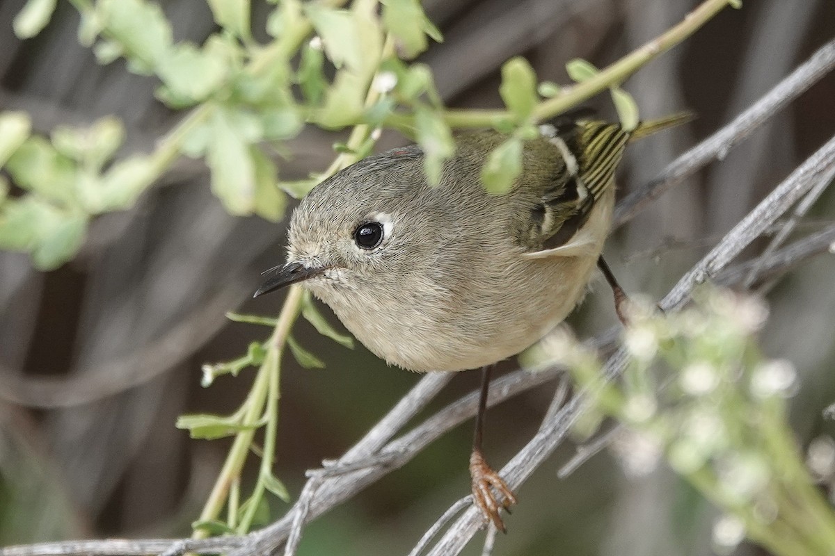 králíček americký - ML645848887