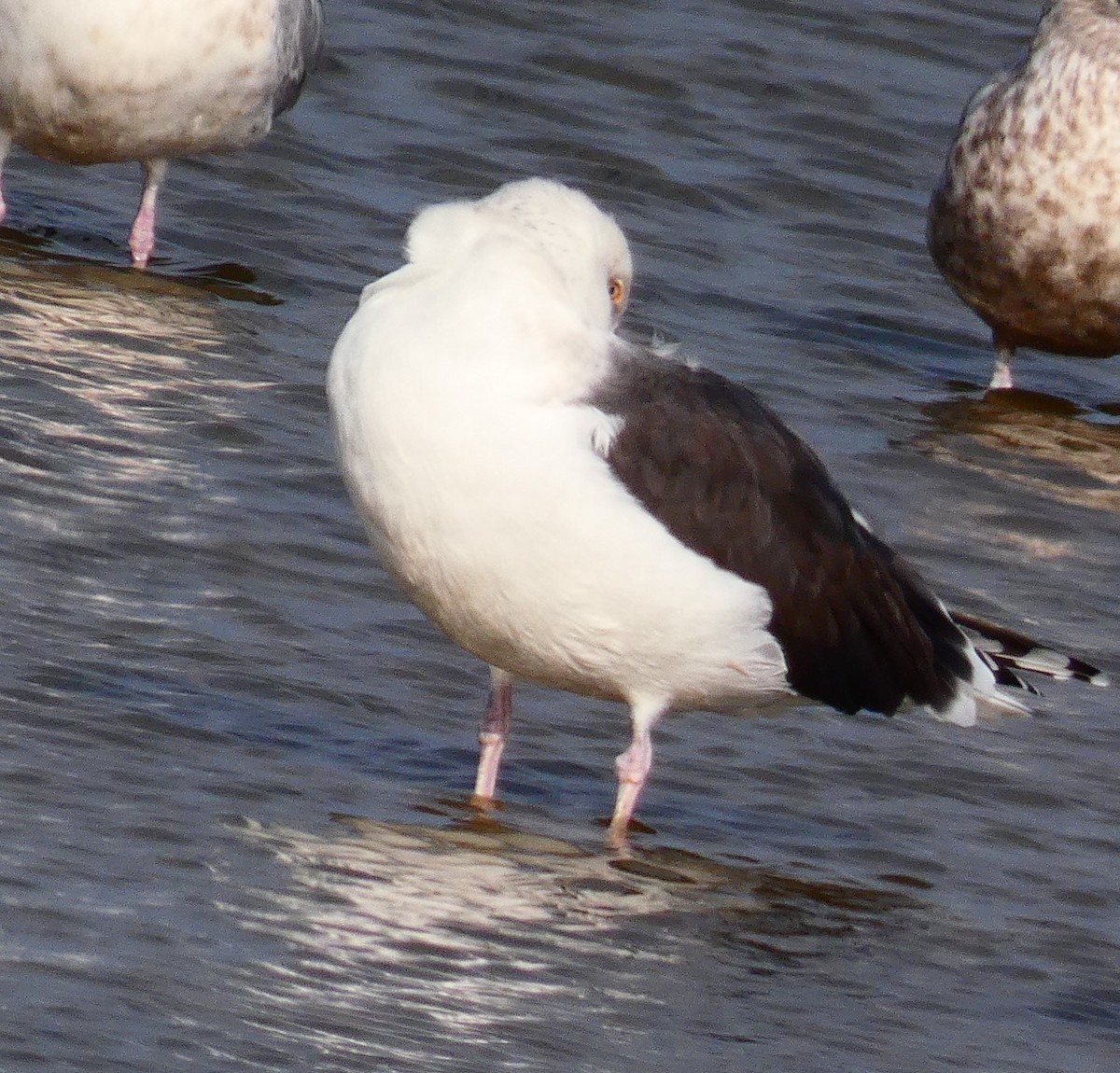 Great Black-backed Gull - ML645848895