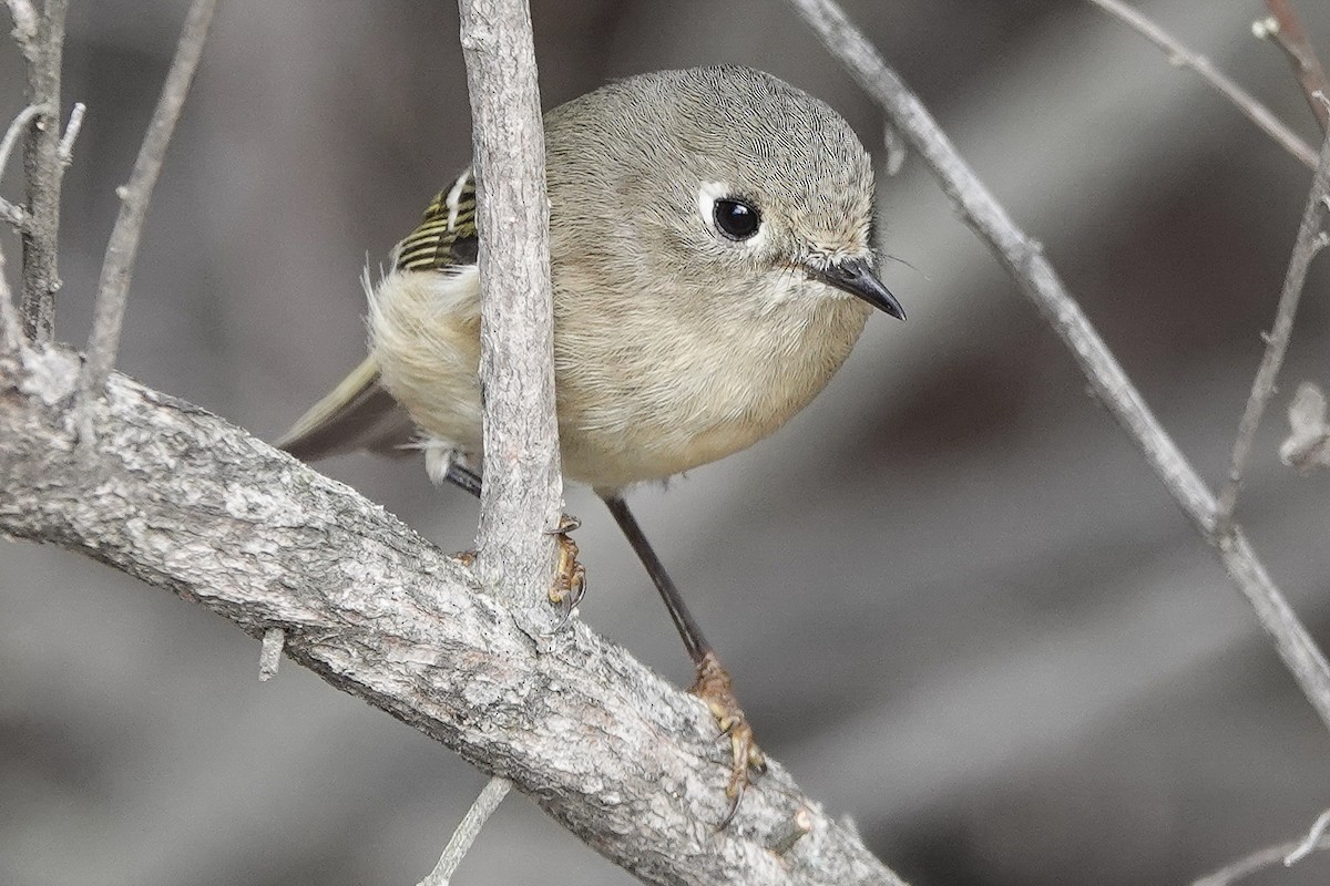 králíček americký - ML645848902