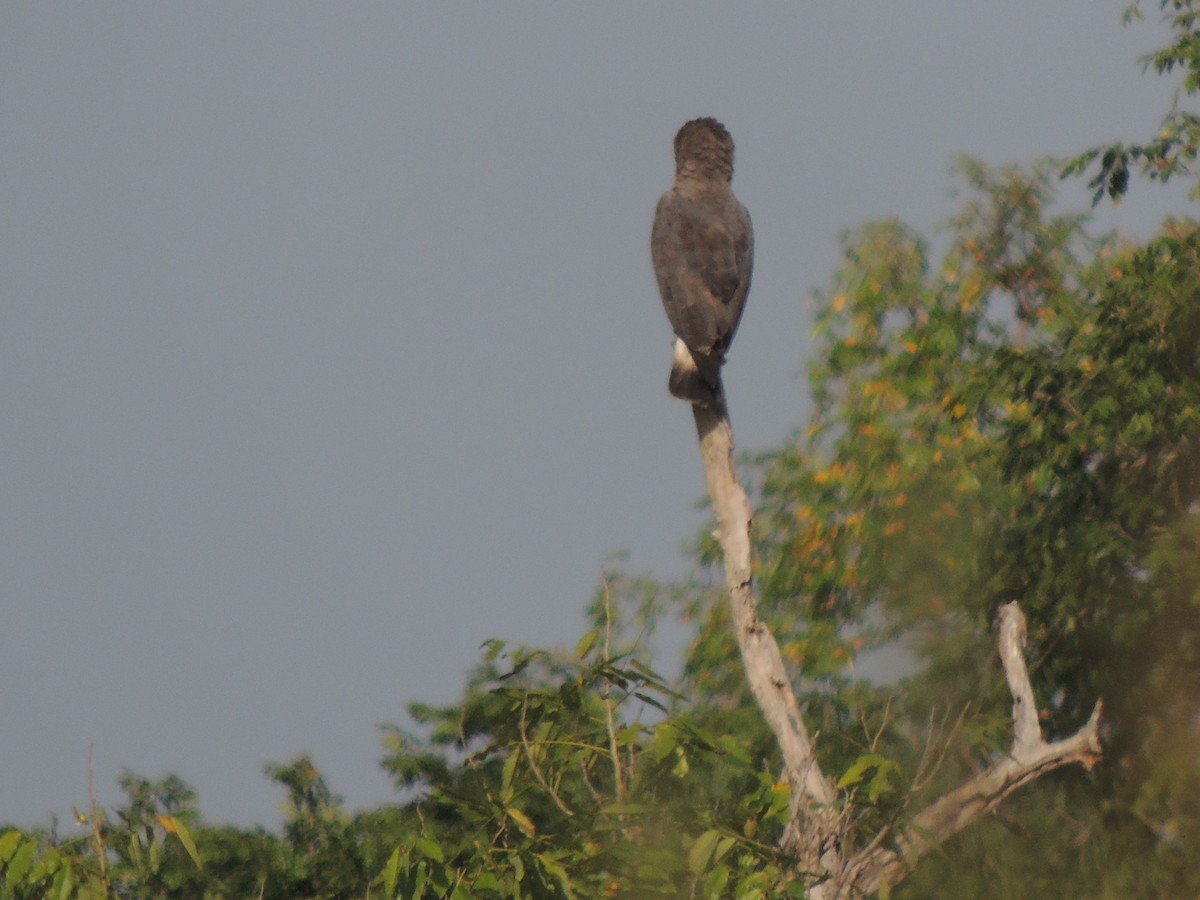 Culebrera Coliblanca - ML645848909