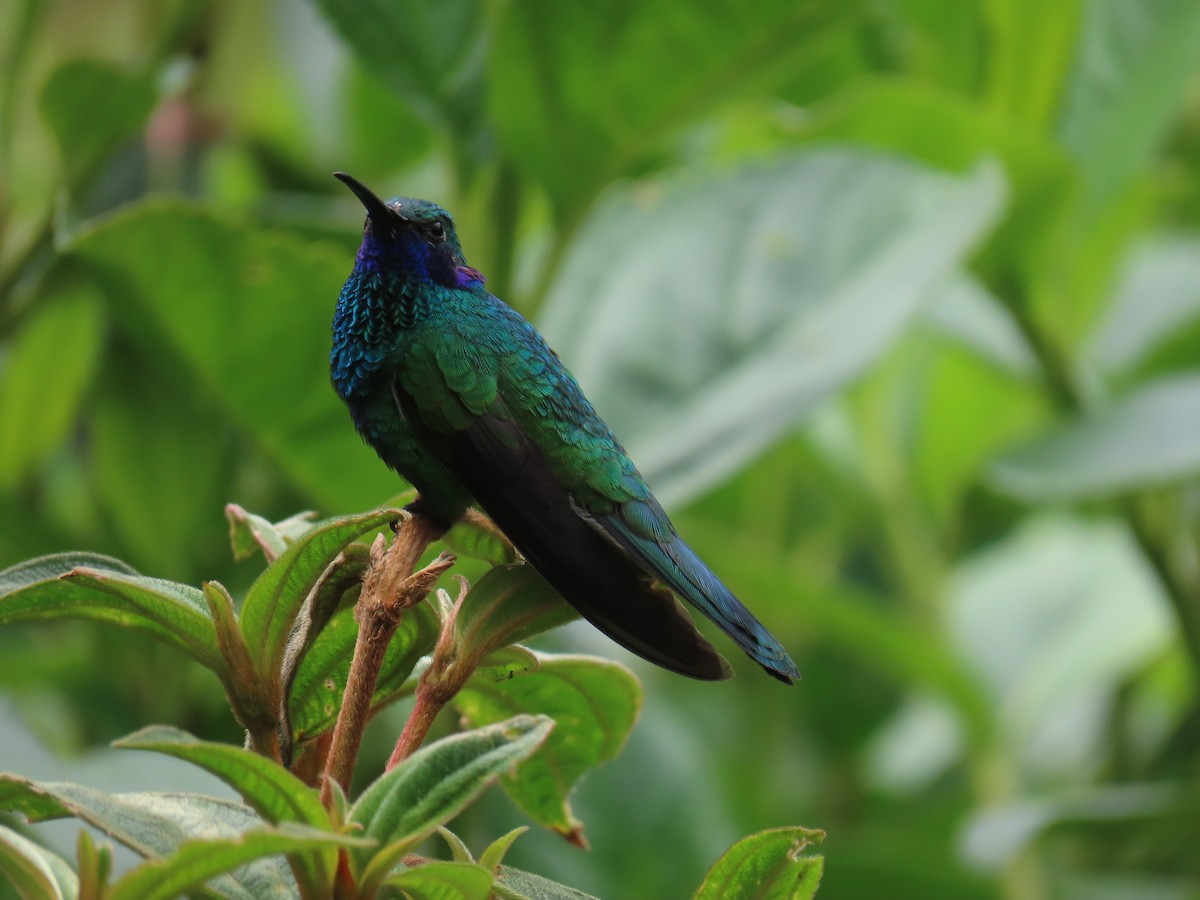 fiolørekolibri - ML645848911