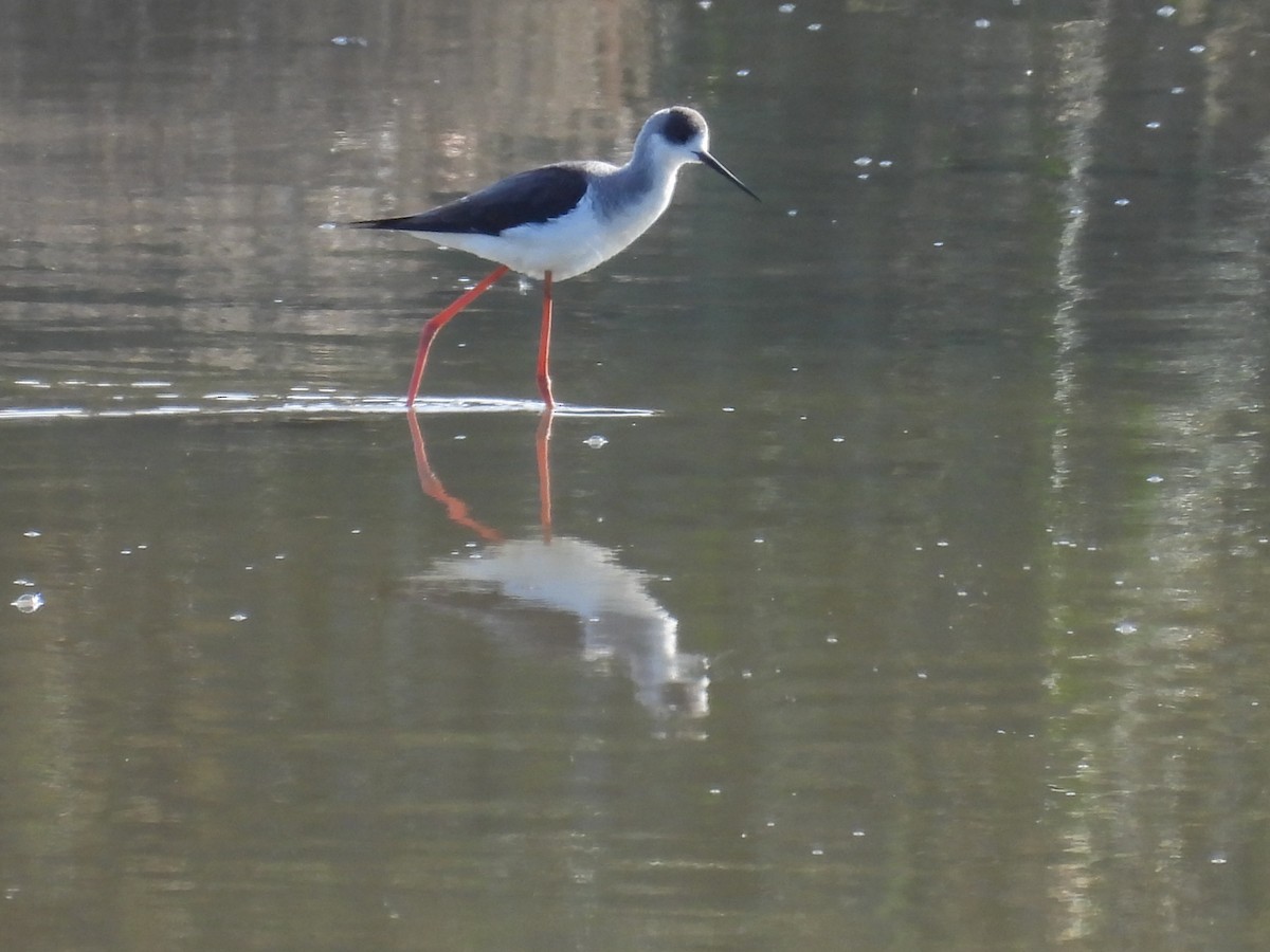 Zankaluze eurasiarra - ML645848918