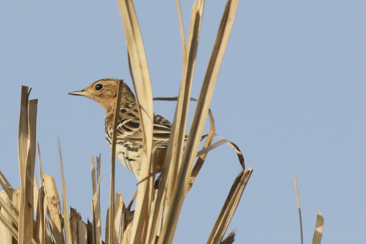 Red-throated Pipit - ML645848937