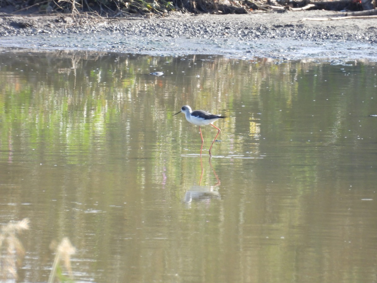 Zankaluze eurasiarra - ML645848938