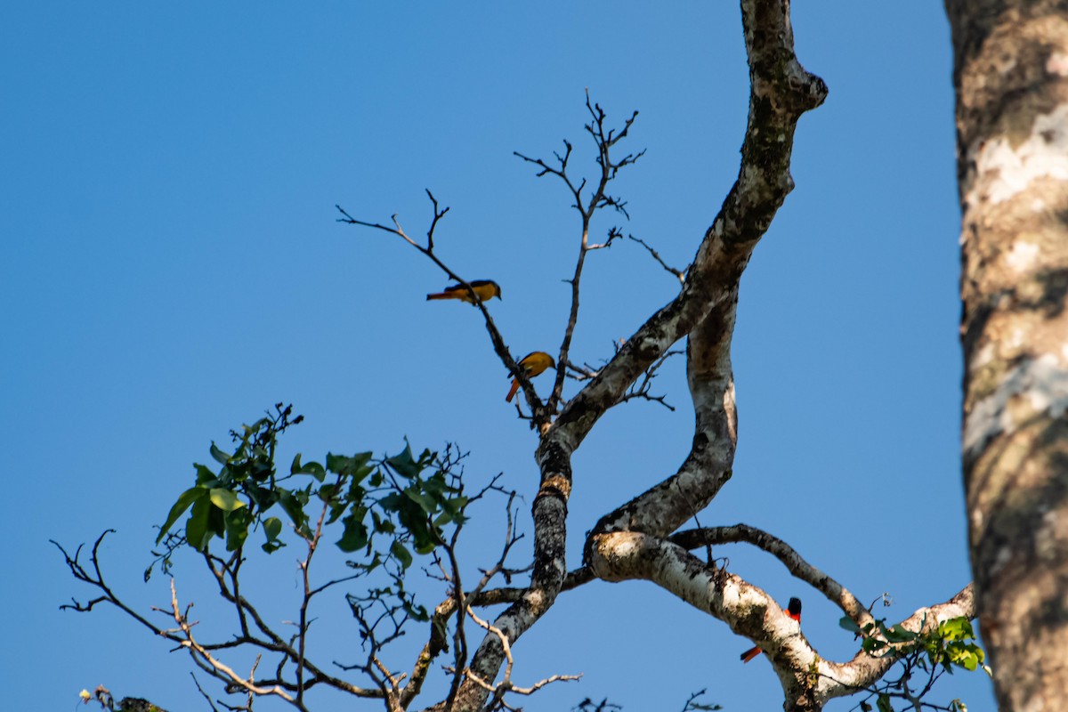 Fiery Minivet - ML645848939