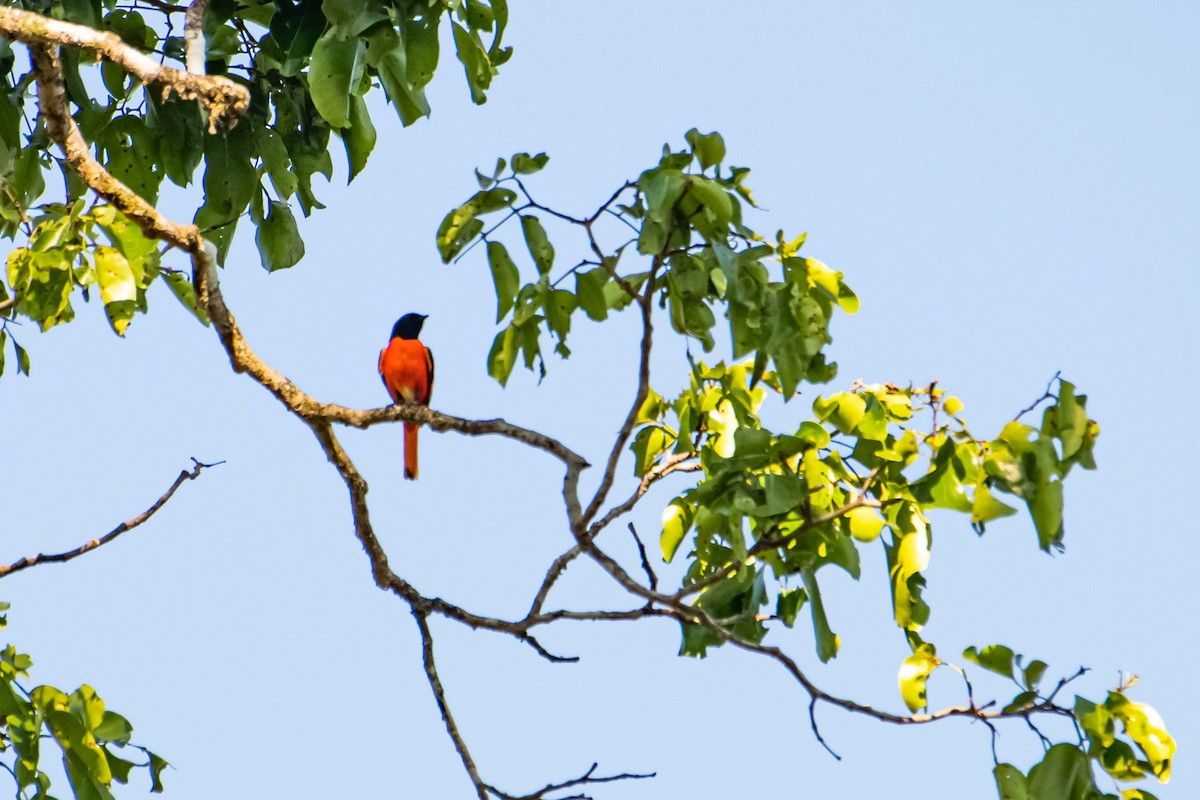 Fiery Minivet - ML645848941