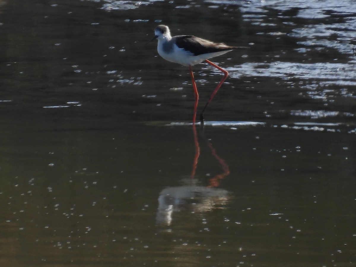 Zankaluze eurasiarra - ML645848945