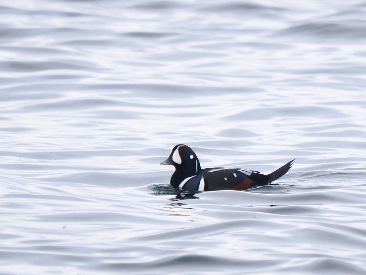 Harlequin Duck - ML645848946