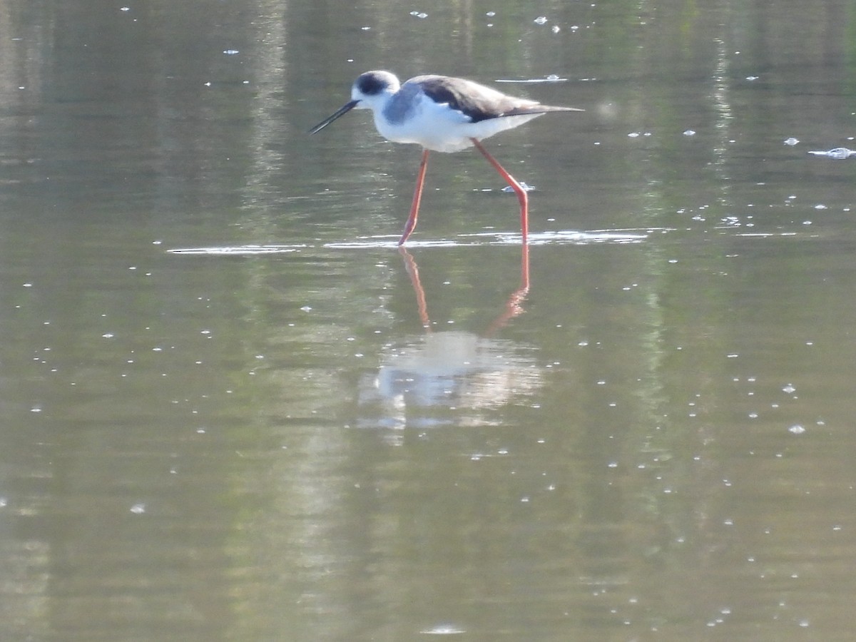 Zankaluze eurasiarra - ML645848953