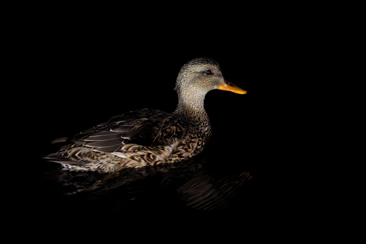 Серая утка - ML645848964