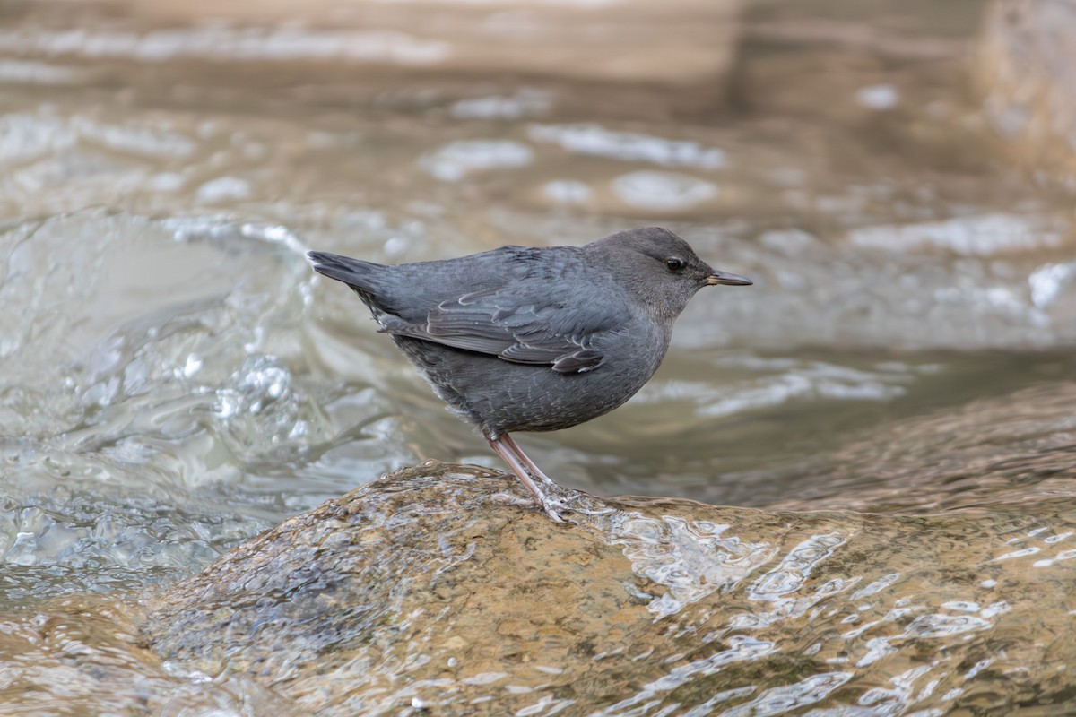 American Dipper - ML645848969