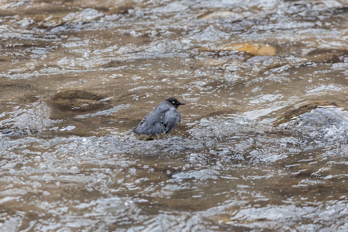 American Dipper - ML645848971