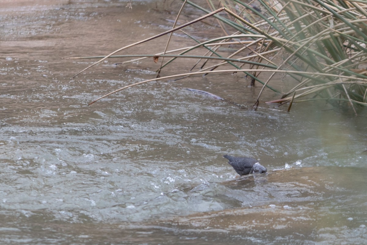 American Dipper - ML645848972