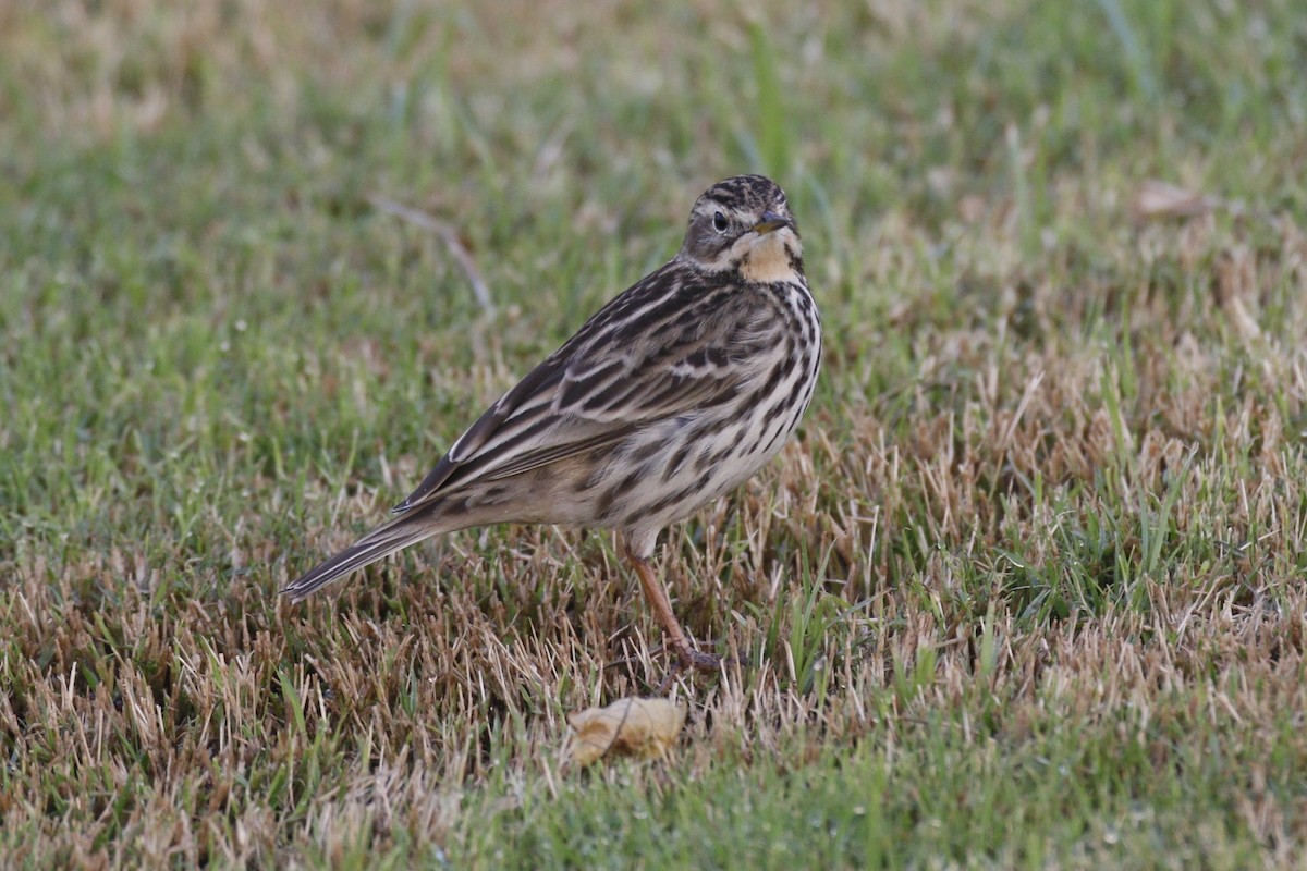 Red-throated Pipit - ML645848973