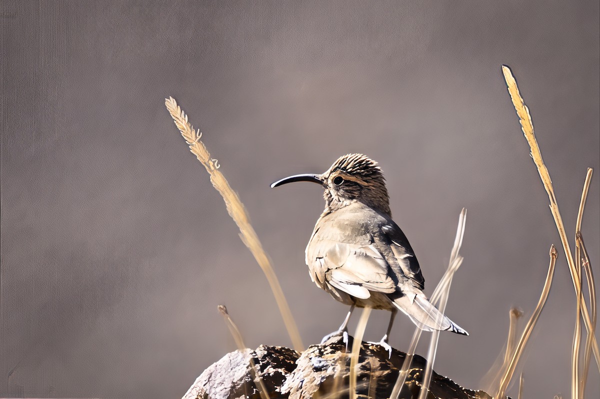 Scale-throated Earthcreeper - ML645848981