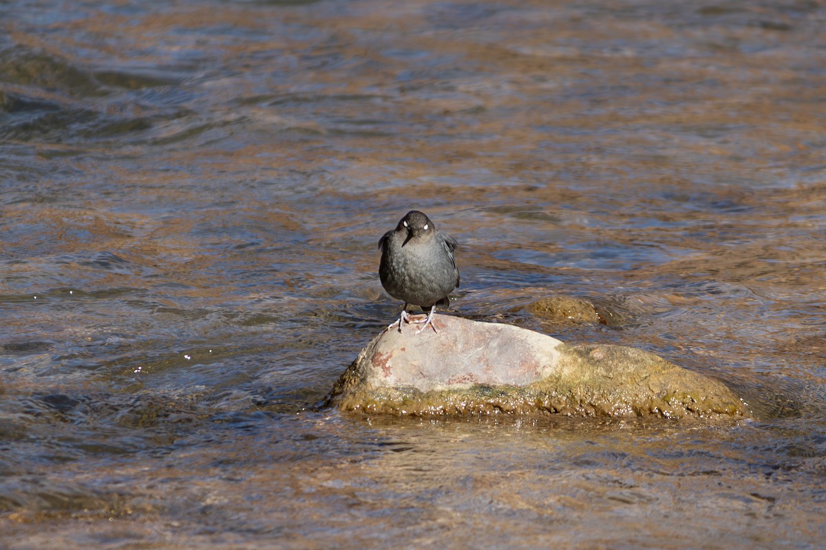 American Dipper - ML645848982