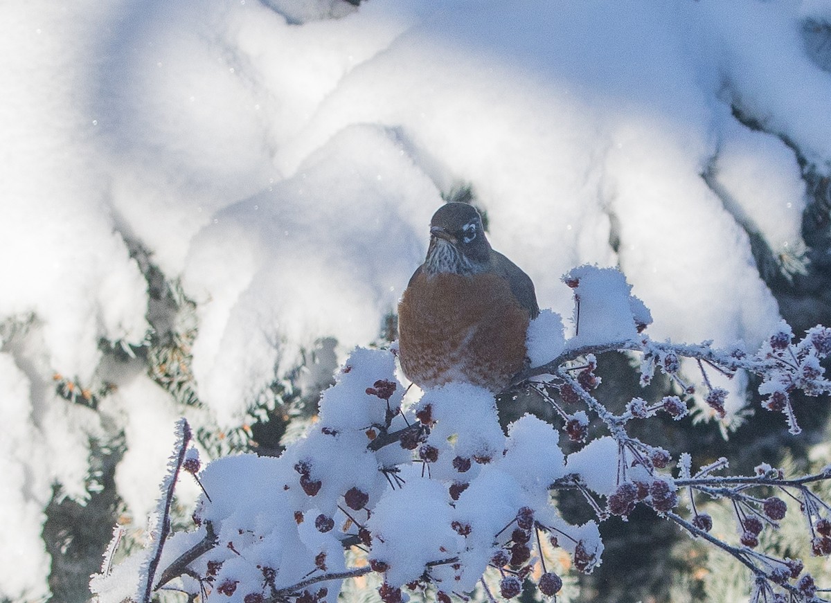 American Robin - ML645848983