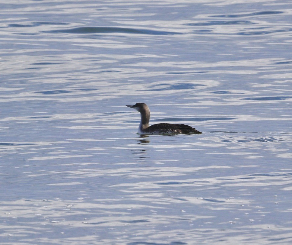 Red-throated Loon - ML645848993