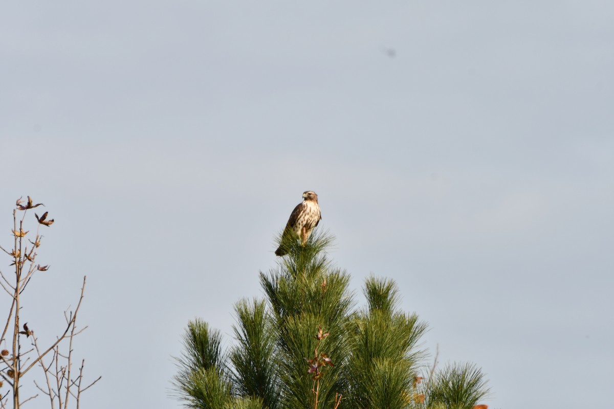 アカオノスリ - ML645849003